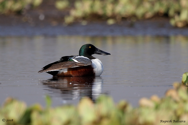 Northern Shoveler